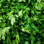 Cilantro acts to help lower cholesterol levels.