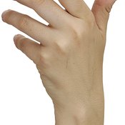 A group of 35 muscles contributes to your hand's movements.