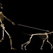 Even walking the dog can exercise your bones.