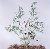 Fennel seed might help prevent ulcers.
