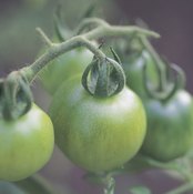 Green tomatoes are unripe red tomatoes, so you can pick and eat them sooner.