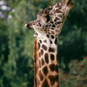 Imitate a giraffe stretching and lengthening its neck.