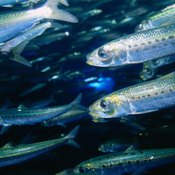 Sardines are rich sources of omega-3 fatty acids.
