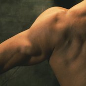 The deltoid gives the shoulder it's rounded shape.