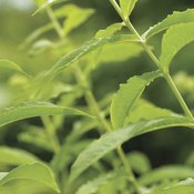 Spearmint tea may protect against DNA damage.