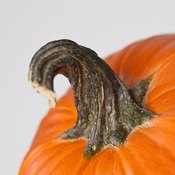 Pumpkins belong to the same winter squash family as acorn and butternut squash.