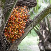 A cluster of palm fruit growing on a palm tree.