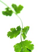 Parsley is a source of numerous health benefits.