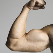 Your biceps are mostly composed of fast-twitch muscle fibers.