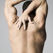 The serratus anterior attaches the middle edge of the shoulder blade to several ribs.
