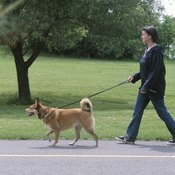 A brisk walk a few times a day can be part of a healthy fitness plan.