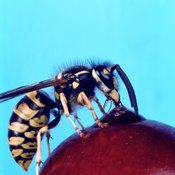 Wasps sting as a means of defense.