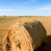 Hay is a suitable environment for a viariety of insects.