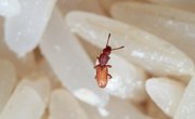 Bugs That Look Like Sesame Seeds