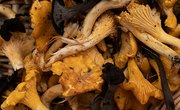 How To Pick Wild Mushrooms in Ontario