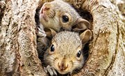 How Long Do Squirrels Nurse Their Young?