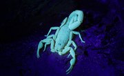 How Dangerous Are Caribbean Scorpions?