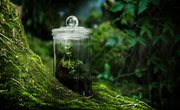 How to Make an Ecosystem in a Bottle