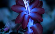 The Effect of Black Light on Plants