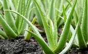 How Do Aloe Plants Reproduce?