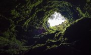 Plants That Live in Caves