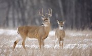 How Soon Do Male Deer Grow Antlers?