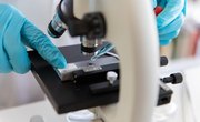 What Are mRNA, rRNA & tRNA?