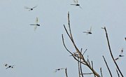 Why Are the Barn Swallows & Dragonflies Swarming?
