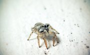 Common Northeast U.S. Spiders