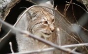 How to Preserve Bobcat Hides