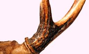 How to Cure Deer Horns