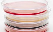 How to Make Your Own Agar for Petri Dishes