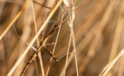 What Is the Difference Between a Walking Stick & a Praying Mantis?