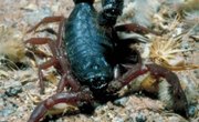 Scorpion Species Found in Tennessee