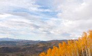 What are the Seven Characteristics of Plant Life?