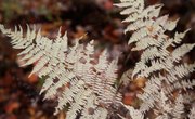 How Are Conifers & Ferns Different?
