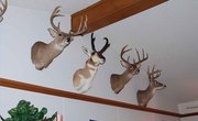 How to Hang a Deer Mount