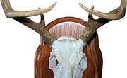 How to Skin a Deer Head for a European Mount
