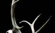 How to Prepare Deer Antlers for Mounting