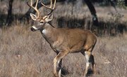 What Guns Do You Use While Deer Hunting?