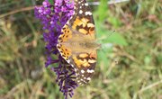 Life Cycle of a Painted Lady Butterfly