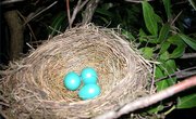How Long Does it Take for Robin Eggs to Hatch?