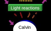 Characteristics of Photosynthesis