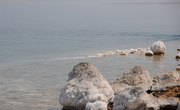 Can Anything Live in the Dead Sea?