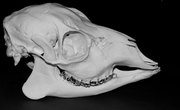 The Anatomy of a Deer Skull