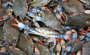 Florida Fishing & Crabbing License