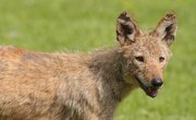 Coyote Hunting Regulations in Texas