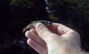 How to Rig Mud Minnows