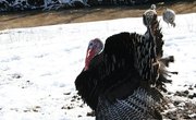 Texas Turkey Hunting Regulations
