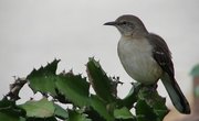 Mockingbirds & Aggressive Behavior